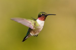 ©Trevor AwaltIMG_7970-Edit