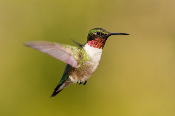 ©Trevor AwaltIMG_7970-Edit