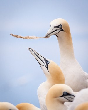 Northern Gannet Feather_©Trevor Awalt_IMG_0688