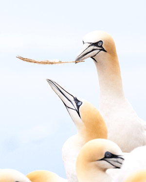 ©TrevorAwalt_HighlightAlertAnimation_IMG_0688-Edit