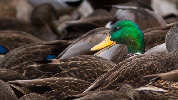 ©TrevorAwalt__MG_3899_s