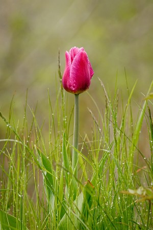 ©Trevor Awalt_00492__48A4250_s