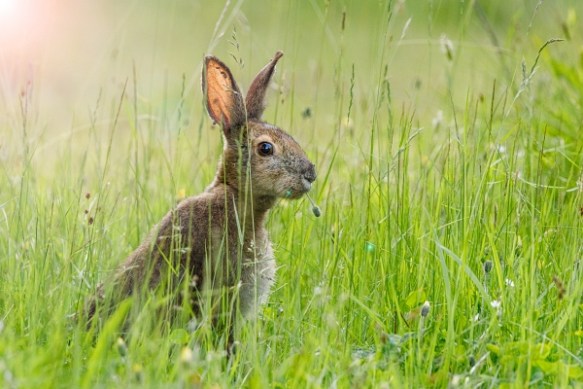 ©Trevor Awalt_00360__48A9316-Edit_s