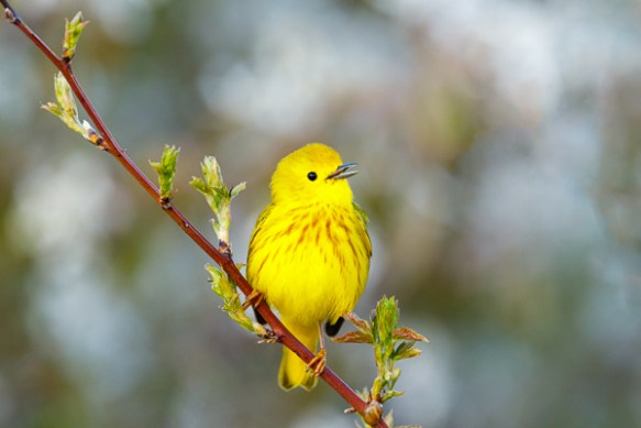 ©Trevor Awalt01402__48A4069-Edit