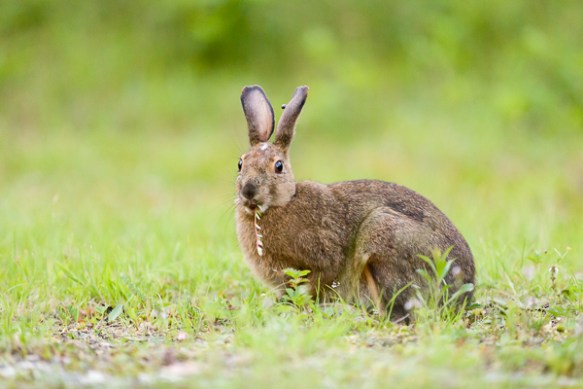 ©Trevor Awalt_48A3652