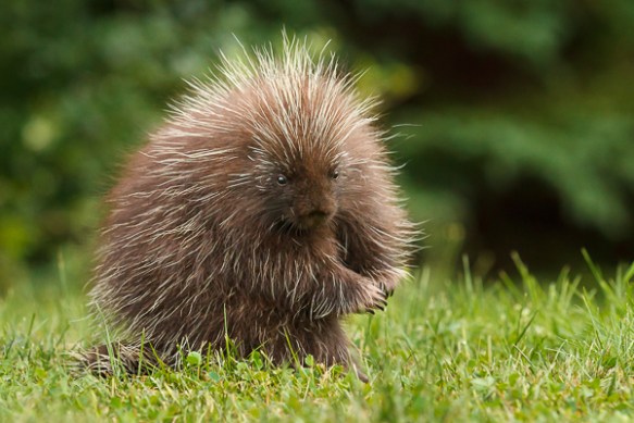 ©Trevor Awalt_MG_7462