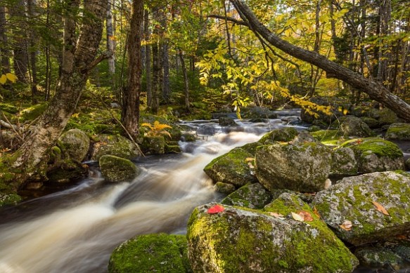 ©Trevor Awalt_IMG_4161_small